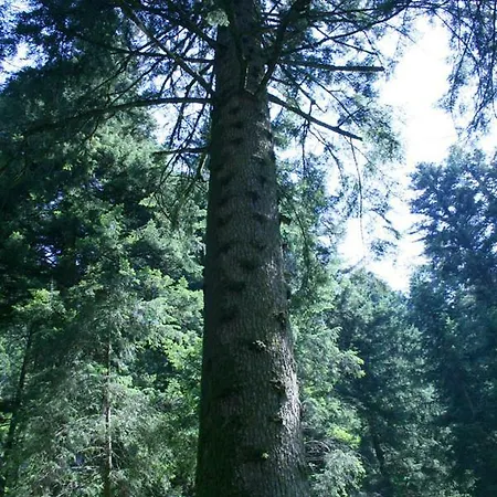 Malga Laghetto *