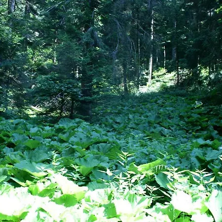 Malga Laghetto *