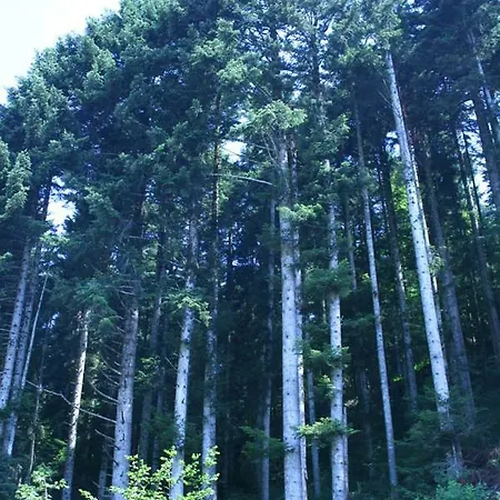 Malga Laghetto