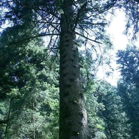 Malga Laghetto