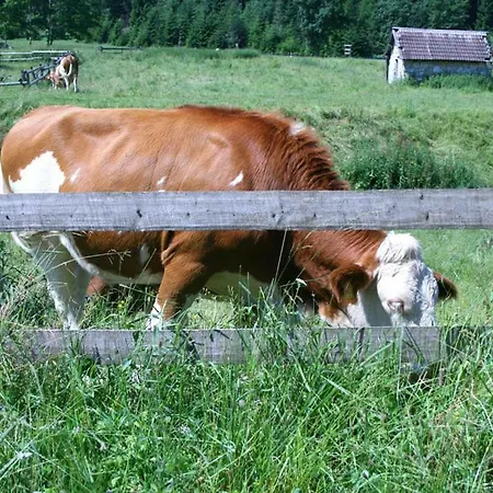 Malga Laghetto